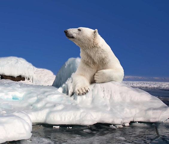 topenie ľadovcov, globálne otepľovanie, klíma, príroda, apokalypsa